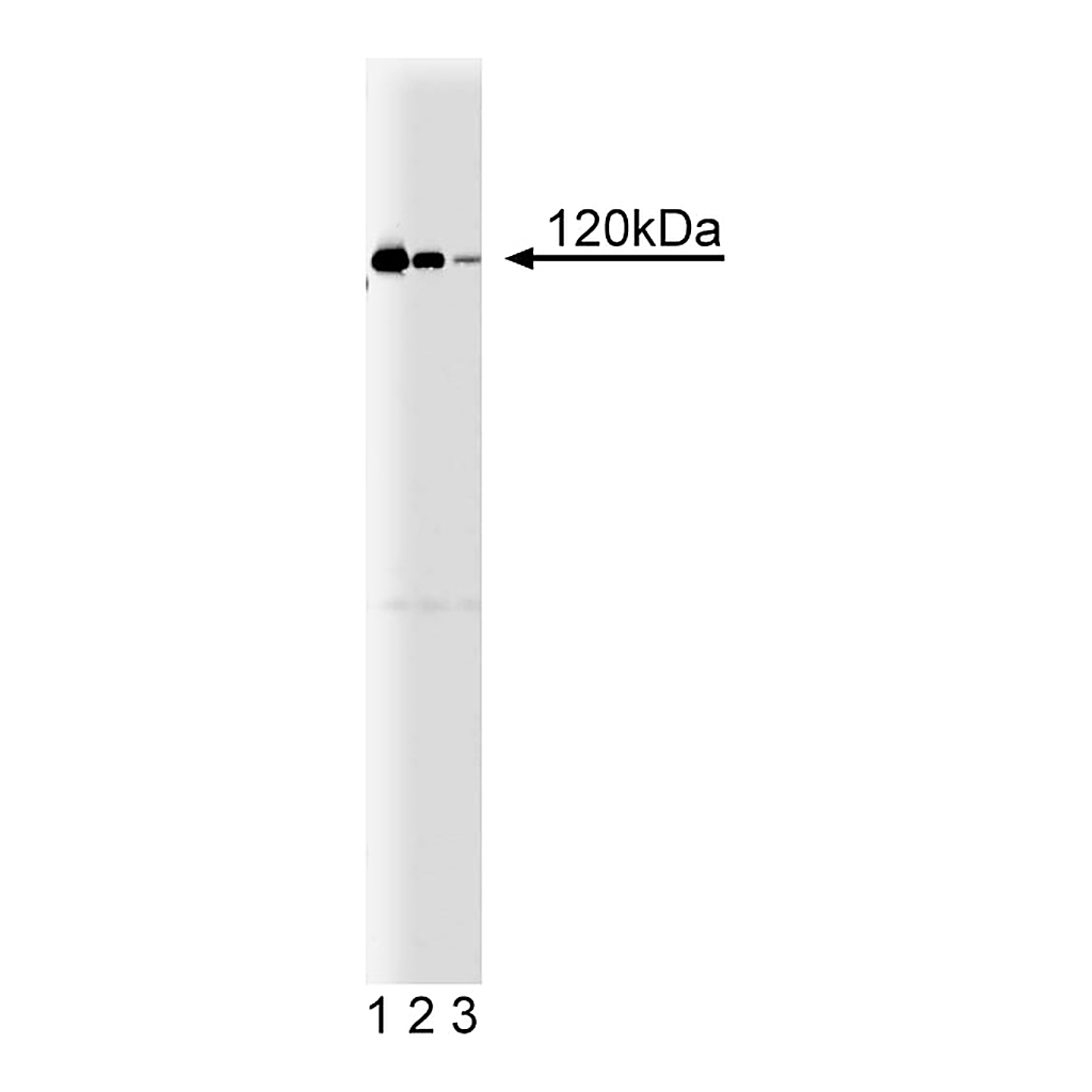 BD Purified Mouse Anti-Ras-GAP