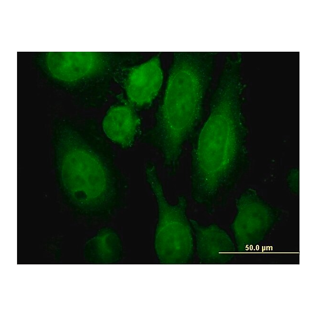 Merck Monoclonal Anti-RAB3A antibody produced in mouse