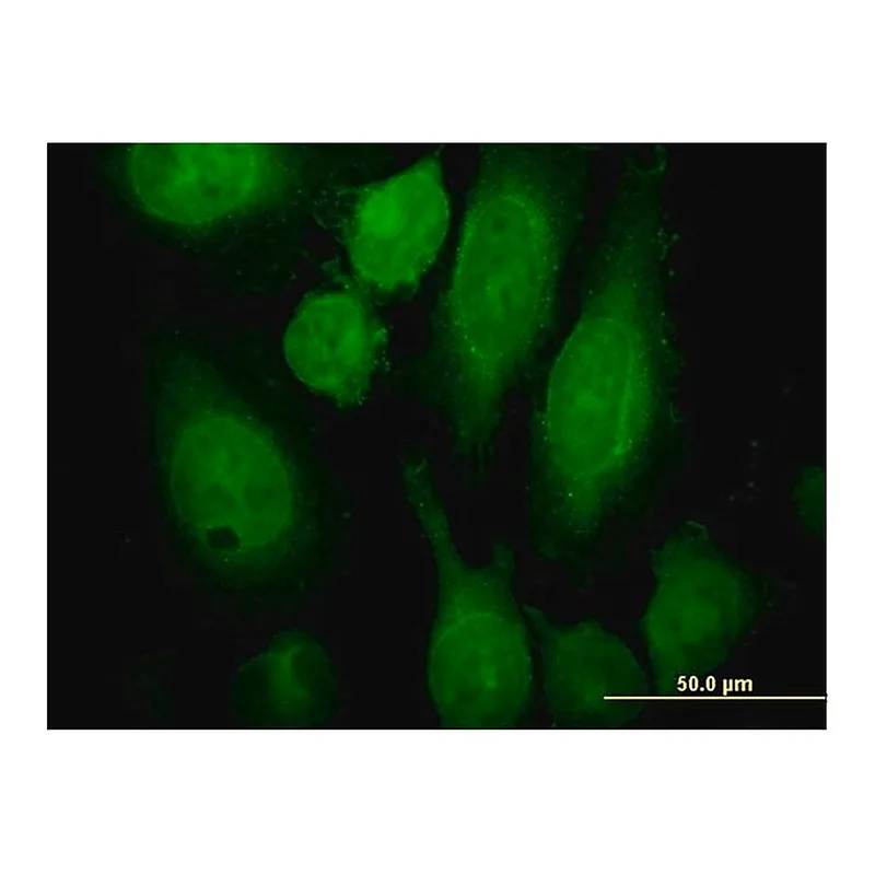 Merck Monoclonal Anti-RAB3A antibody produced in mouse