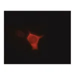 Merck Anti-V5-Cy3(TM) antibody, Mouse monoclonal