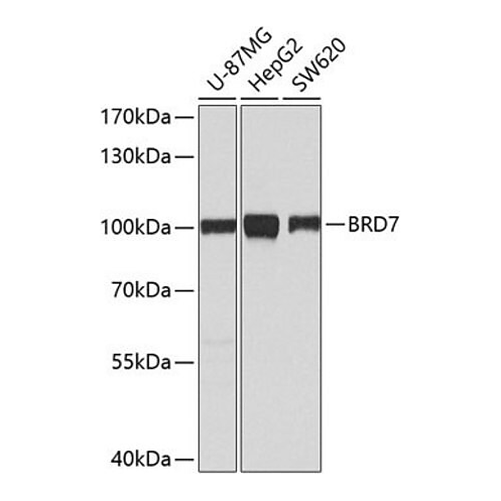 Merck Anti- BRD7 antibody produced in rabbit
