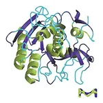 Merck PROTEINASE K CRUDE