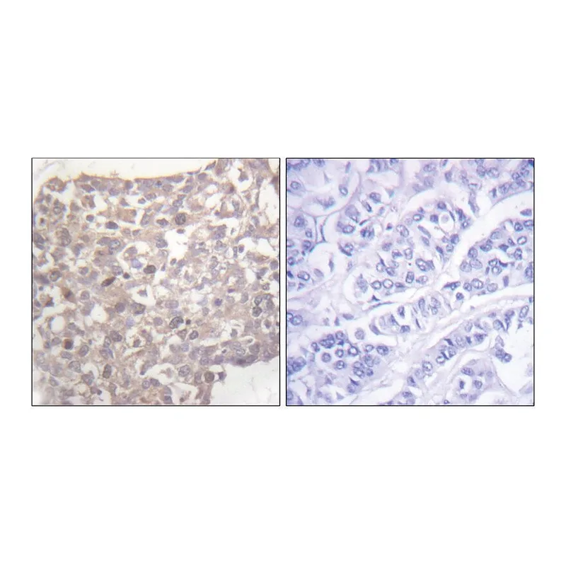 Merck Anti-Tubulin gamma, C-Terminal antibody produced in rabbit