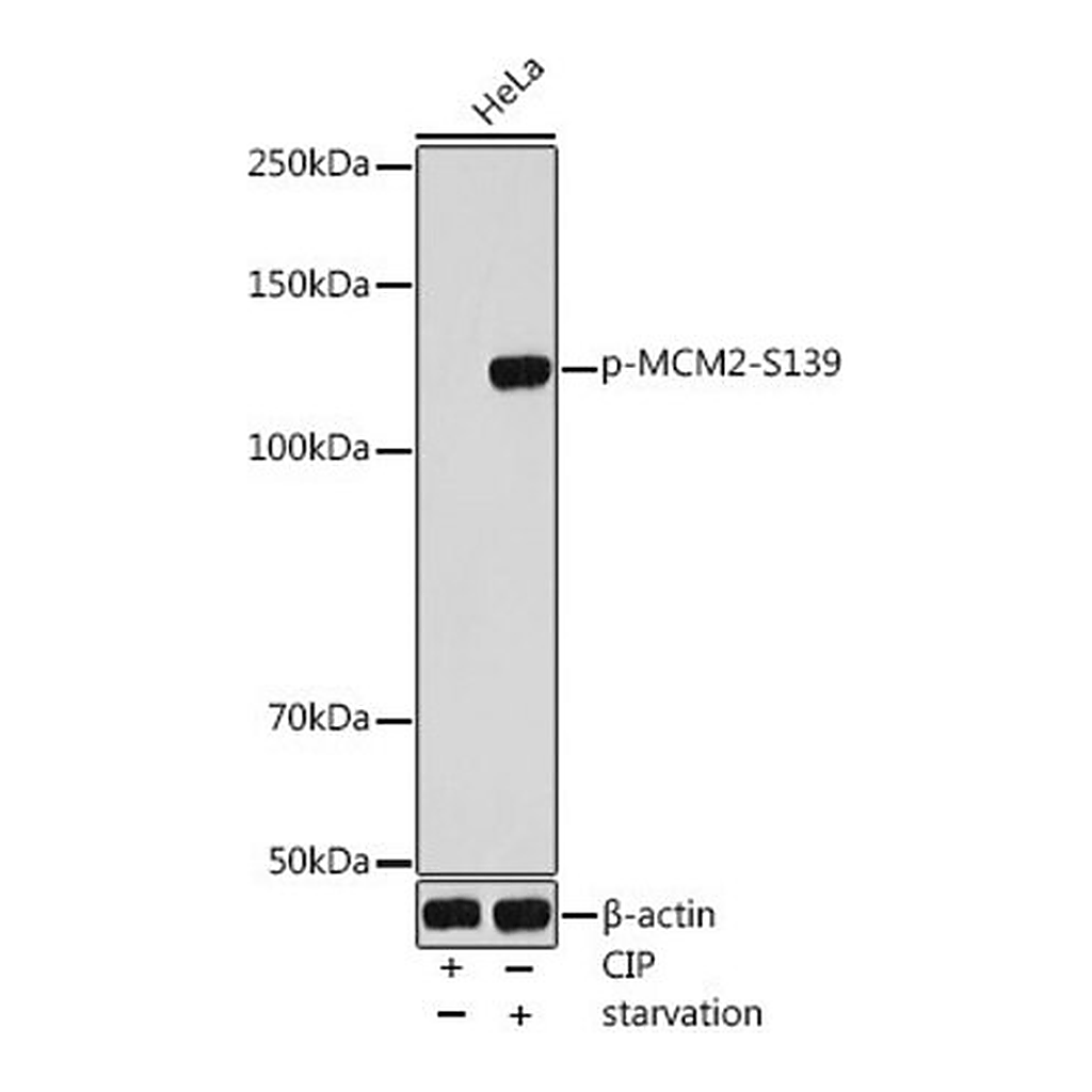 Merck Anti-Phospho-MCM2-S139 antibody produced in rabbit