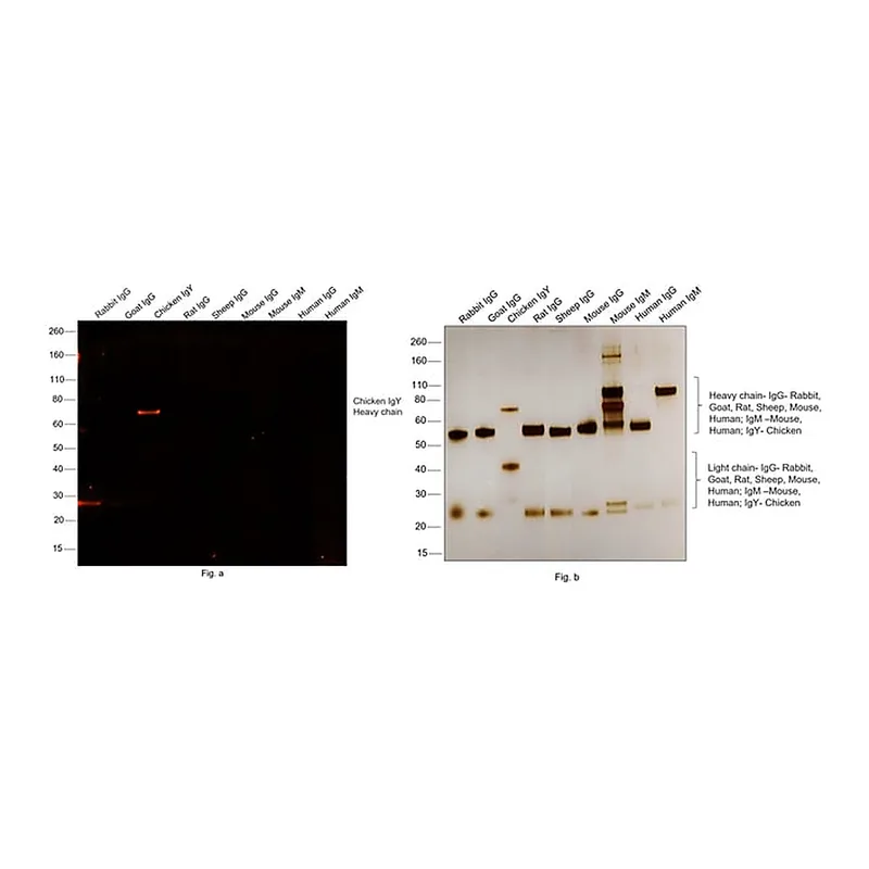 Thermo Fisher Scientific Goat anti-Chicken IgY (H+L) Secondary Antibody, Alexa Fluor 555