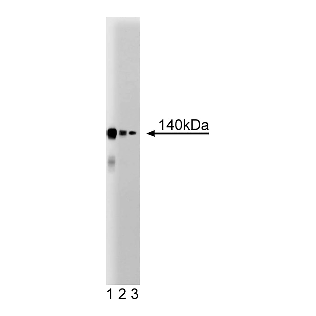 BD Purified Mouse Anti-CTCF