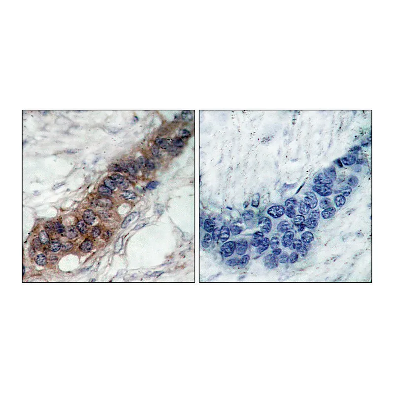 Merck Anti-JAK2 antibody produced in rabbit