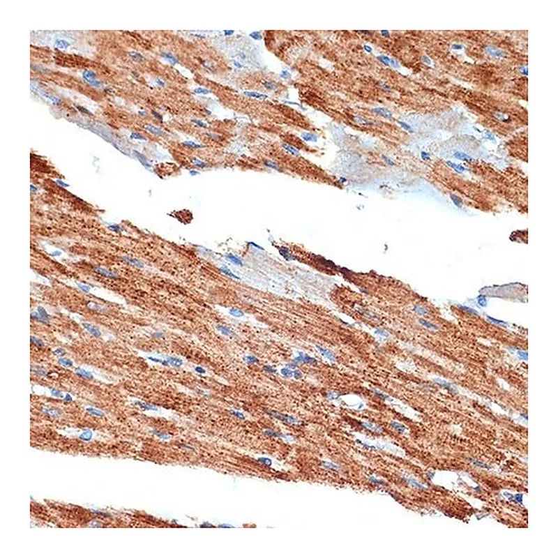 Merck Anti-NDUFB8 antibody produced in rabbit