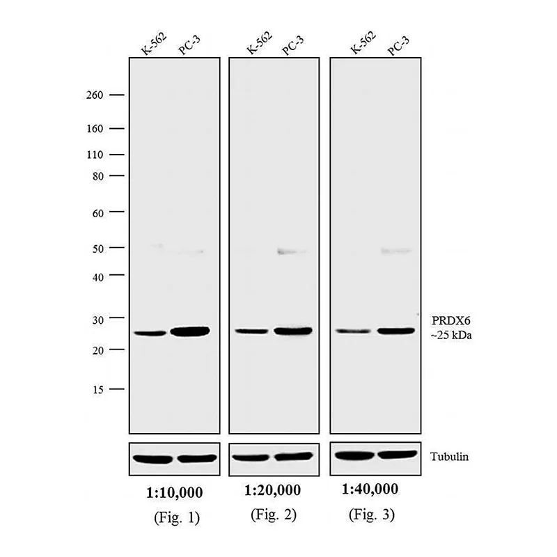 Thermo Fisher Scientific Goat anti-Rabbit IgG (H+L) Cross-Adsorbed Secondary Antibody, Biotin