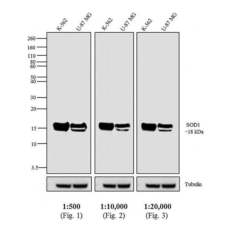 Thermo Fisher Scientific Goat anti-Mouse IgG Fc Secondary Antibody, Biotin