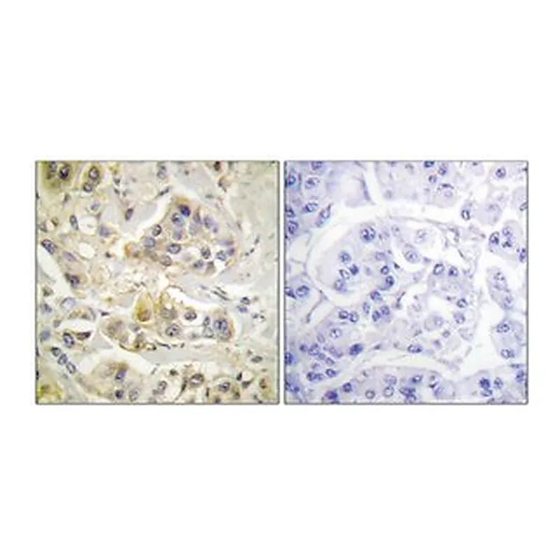 Merck ANTI-AHR ANTIBODY PRODUCED IN RABBIT