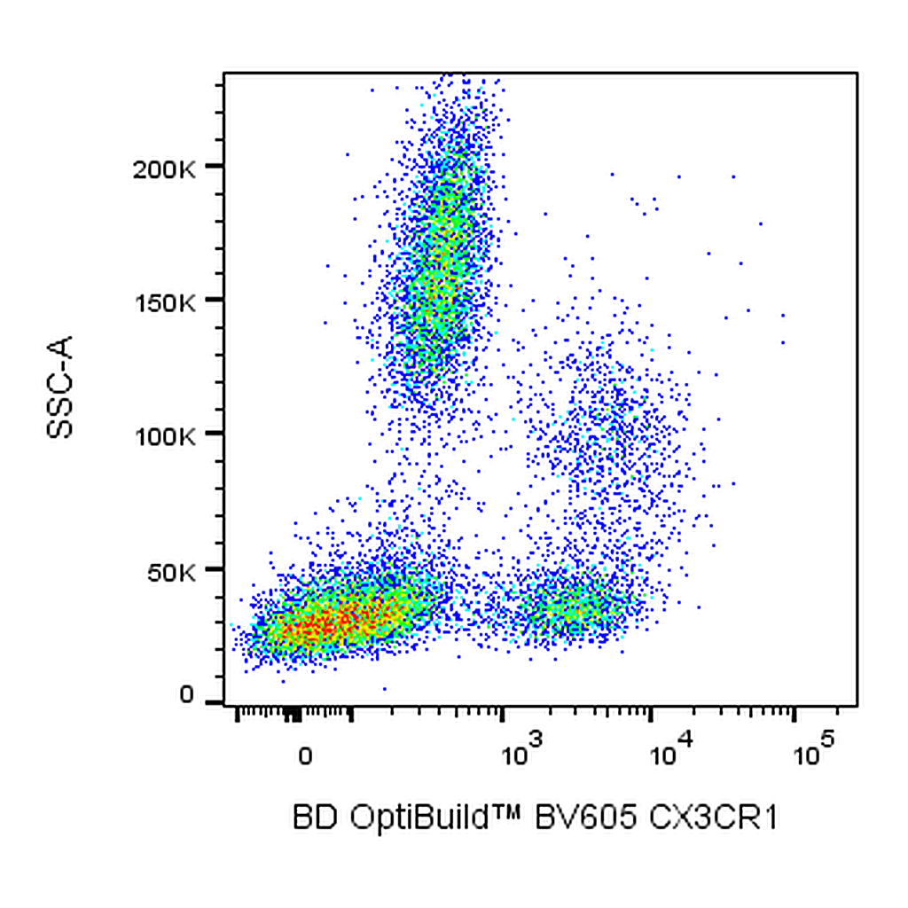 BD BV605 Rat Anti-Human CX3CR1