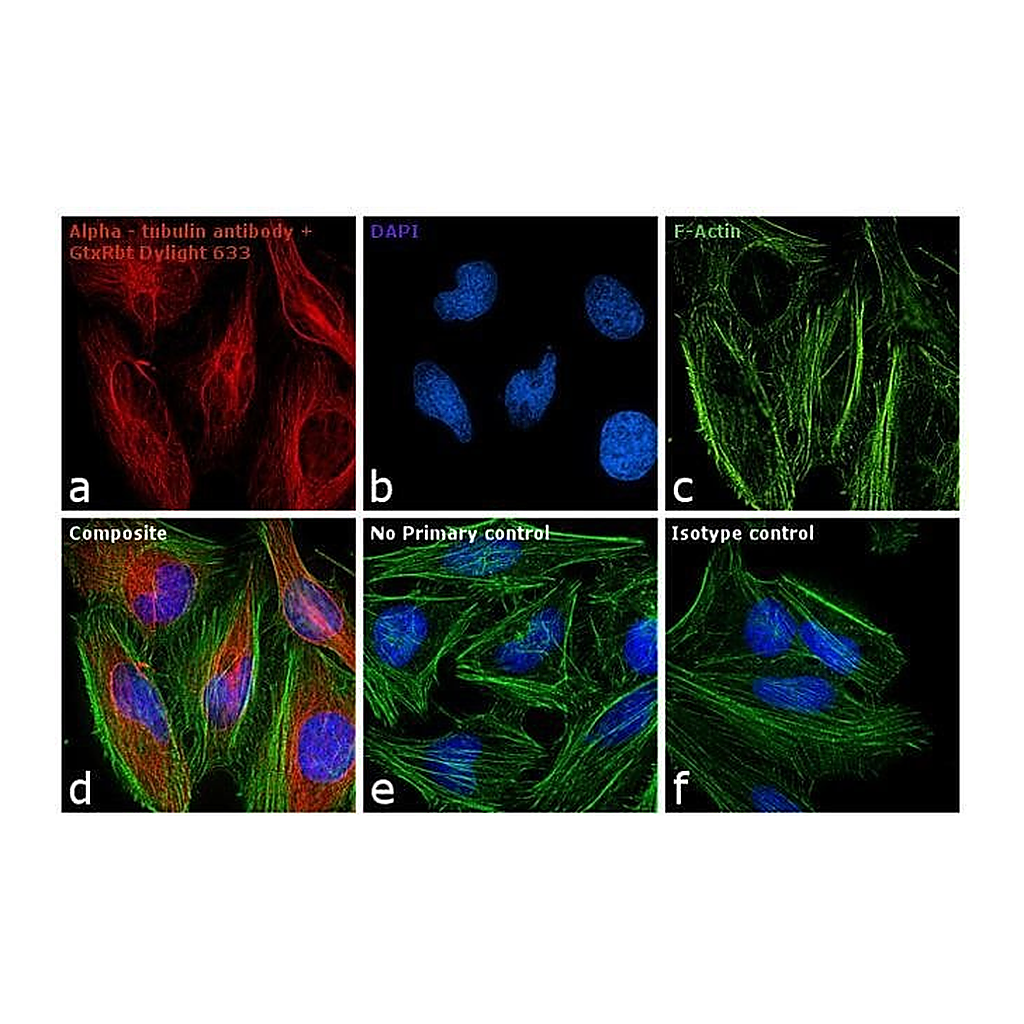 Thermo Fisher Scientific Goat anti-Rabbit IgG (H+L) Secondary Antibody, DyLight 633