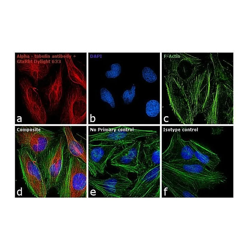 Thermo Fisher Scientific Goat anti-Rabbit IgG (H+L) Secondary Antibody, DyLight 633