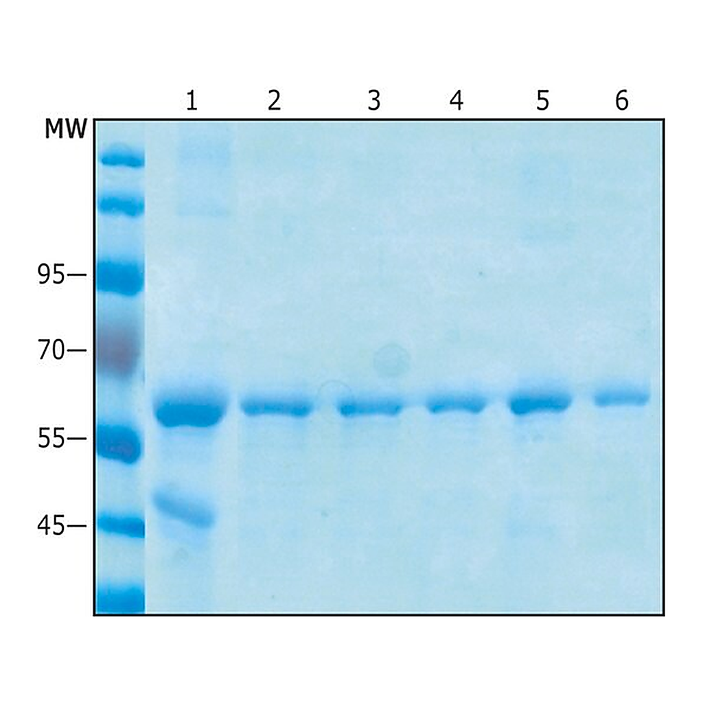 Merck Anti-C-Myc Magnetic Beads