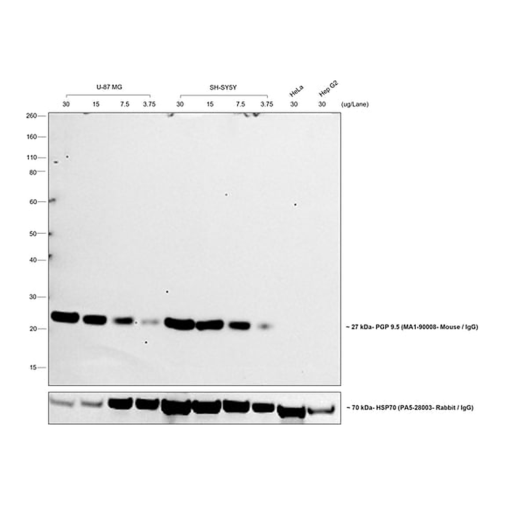 Thermo Fisher Scientific Rabbit anti-Mouse IgG (H+L) Secondary Antibody, HRP