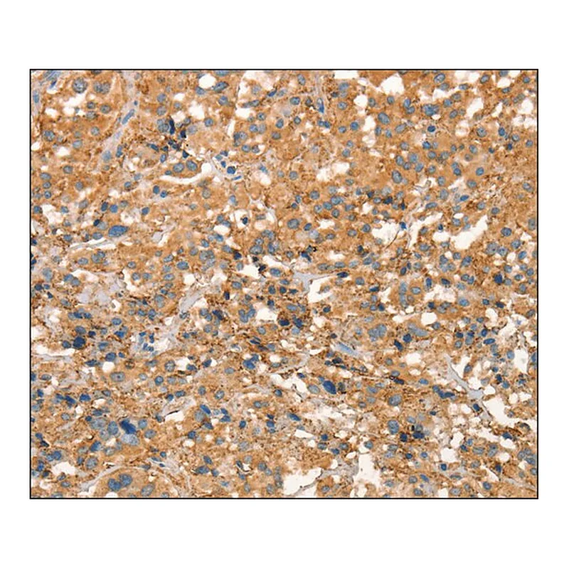 Merck Anti-ARFGEF2 antibody produced in rabbit