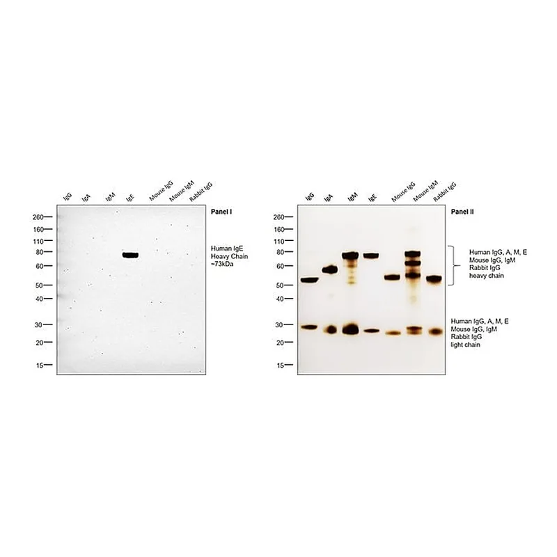 Thermo Fisher Scientific Mouse anti-Human IgE Secondary Antibody