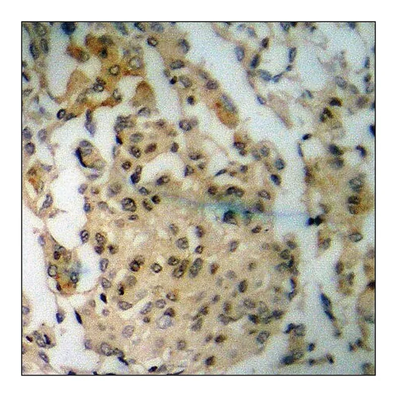 Merck Anti-phospho-NMDAR2B (pTyr1336) antibody produced in rabbit