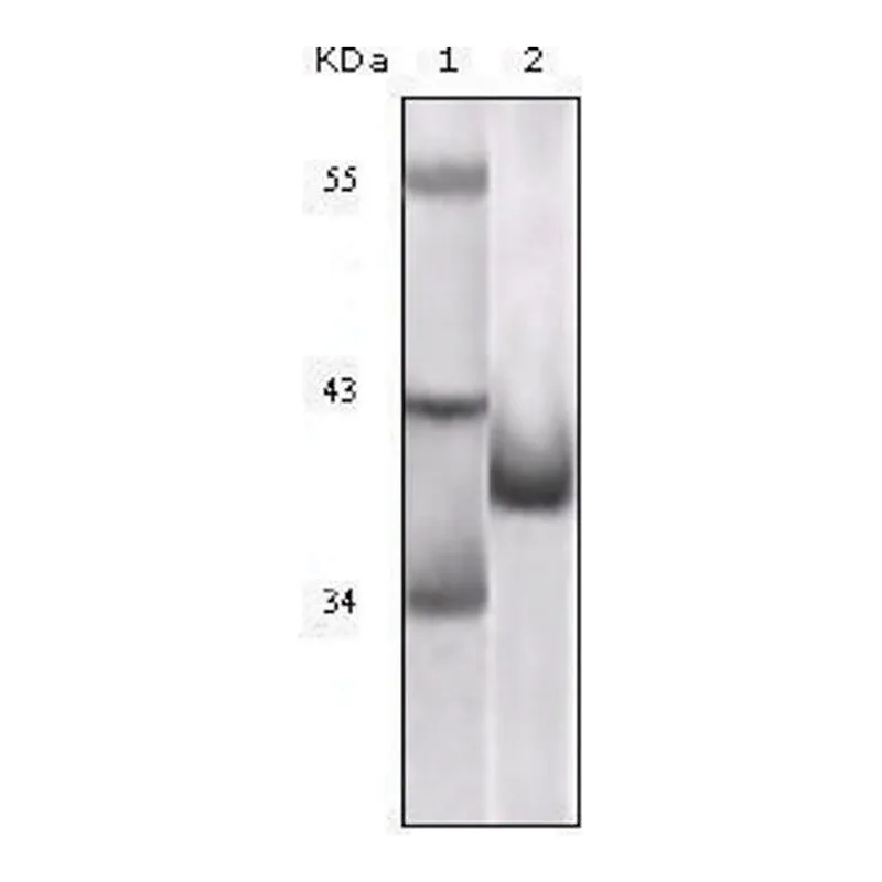 Merck Monoclonal Anti-CDKN2A antibody produced in mouse