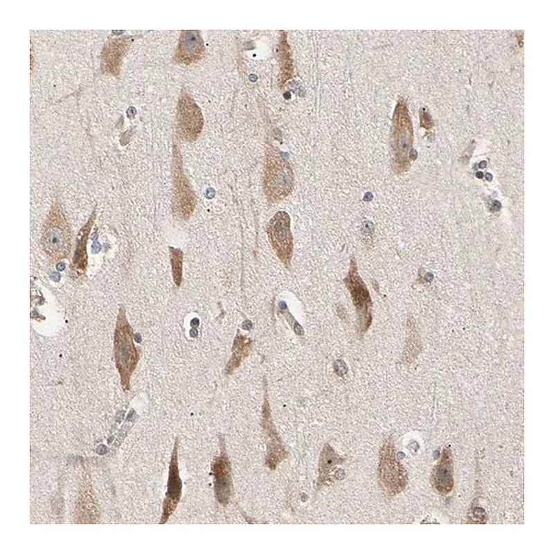 Merck Anti-EIF1AX antibody produced in rabbit