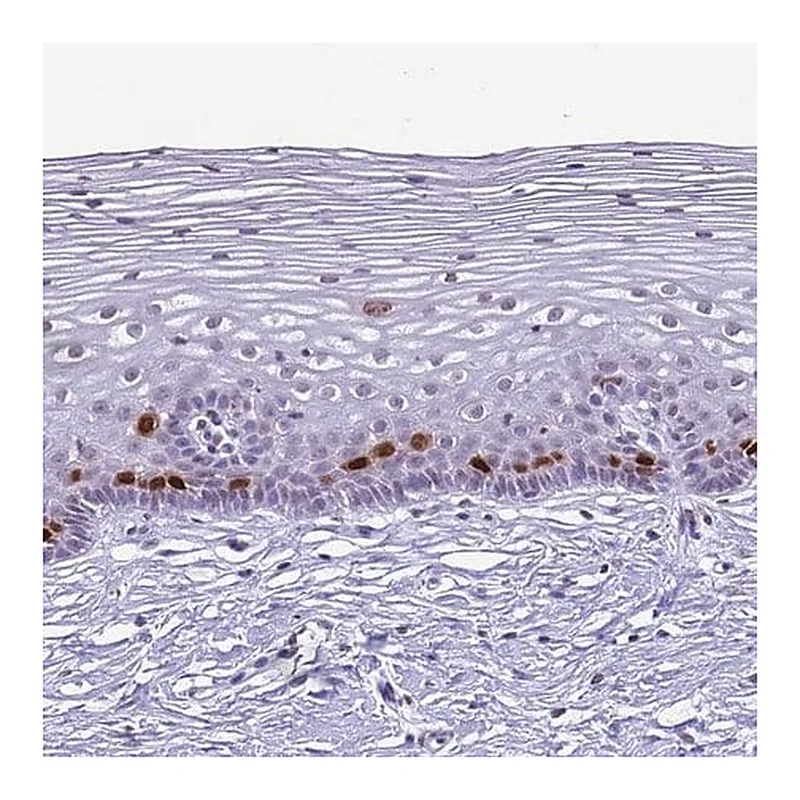 Merck Anti-HIST4H4 antibody produced in rabbit
