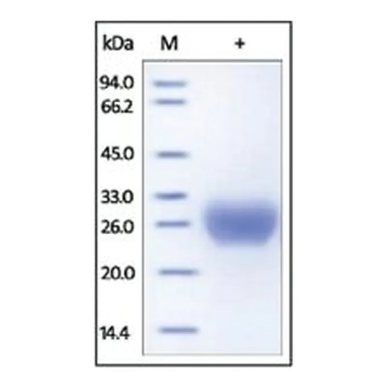 Merck FC-GAMMA-RIIB/CD32B,HUMAN