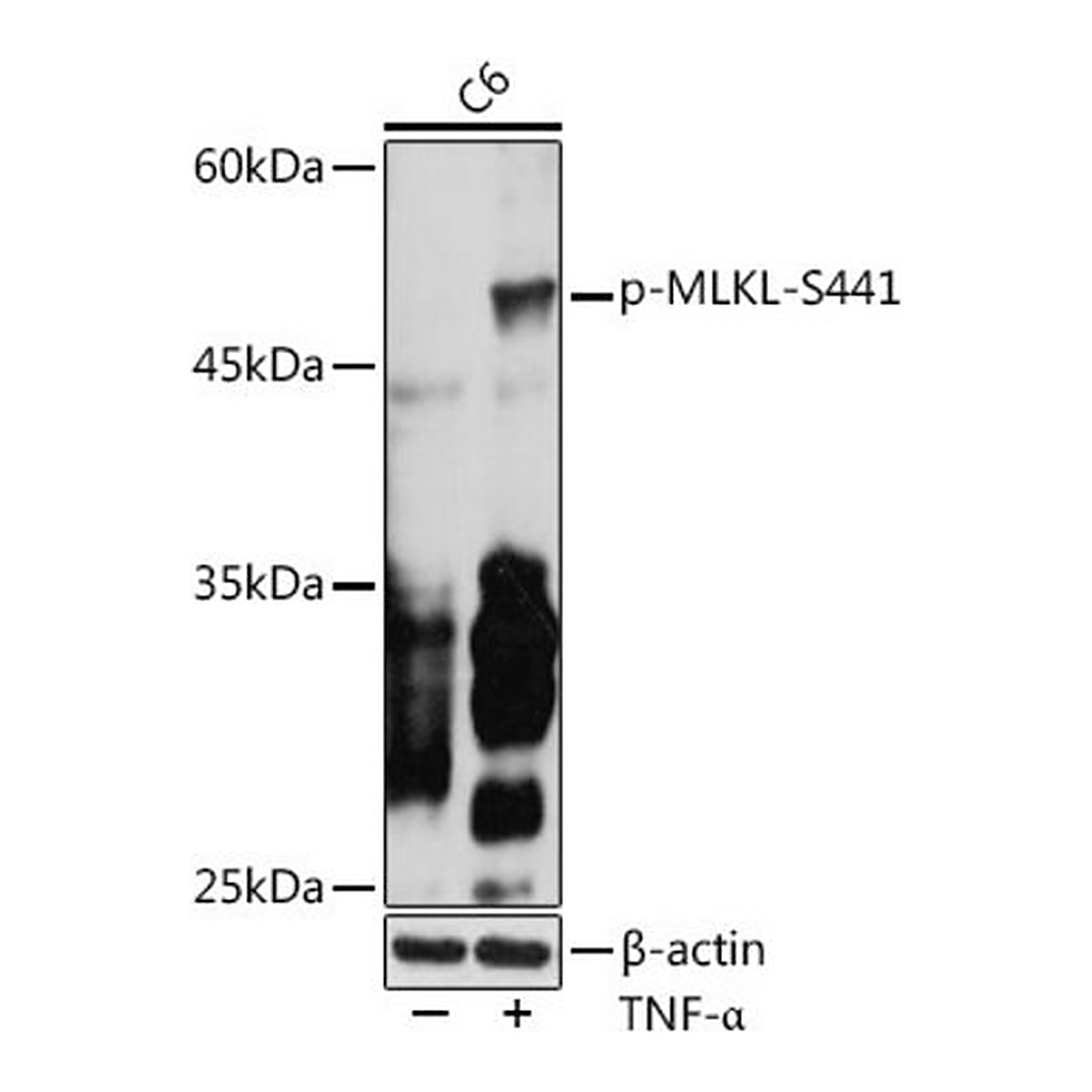 Merck Anti-Phospho-MLKL-S441 antibody produced in rabbit
