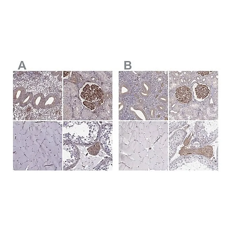 Merck Anti-MYH9 antibody produced in rabbit