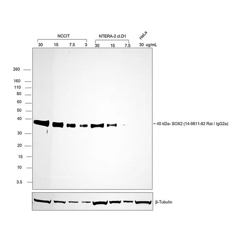 Thermo Fisher Scientific Mouse anti-Rat Kappa Light Chain Secondary Antibody, Biotin