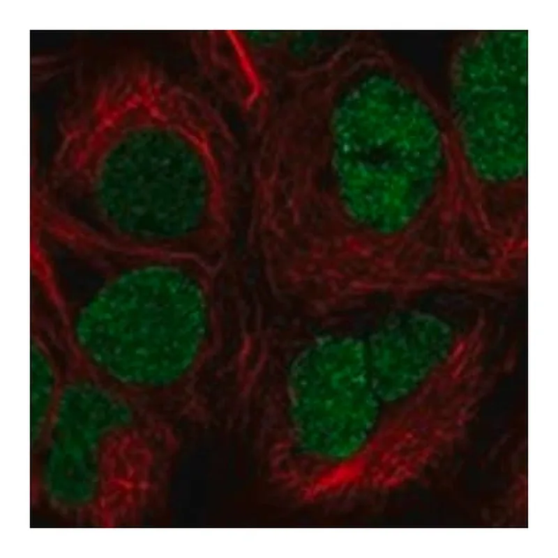 Merck Anti-FBXL19 antibody produced in rabbit