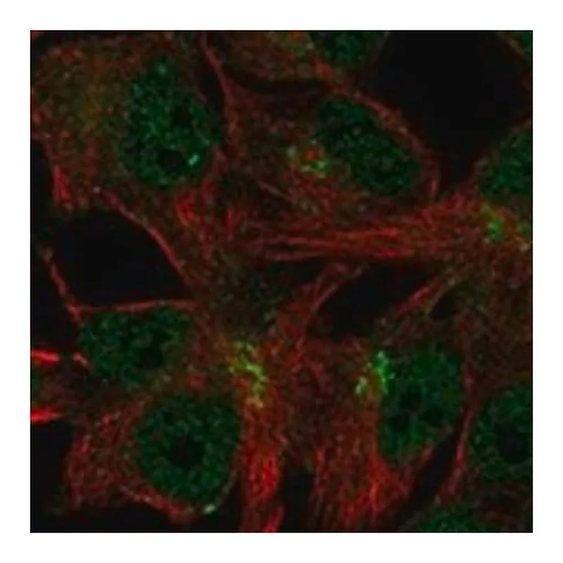 Merck Anti-C11ORF24 antibody produced in rabbit