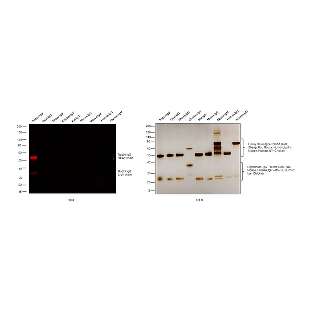 Thermo Fisher Scientific Donkey anti-Rabbit IgG (H+L) Highly Cross-Adsorbed Secondary Antibody, Alexa Fluor 680