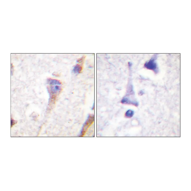 Merck Anti-PKD1 antibody produced in rabbit