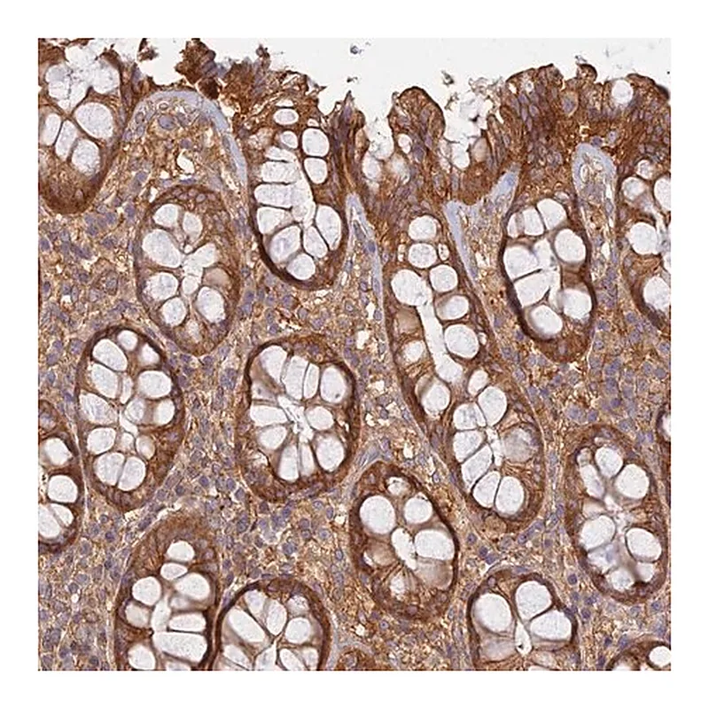 Merck Anti-RBSN antibody produced in rabbit