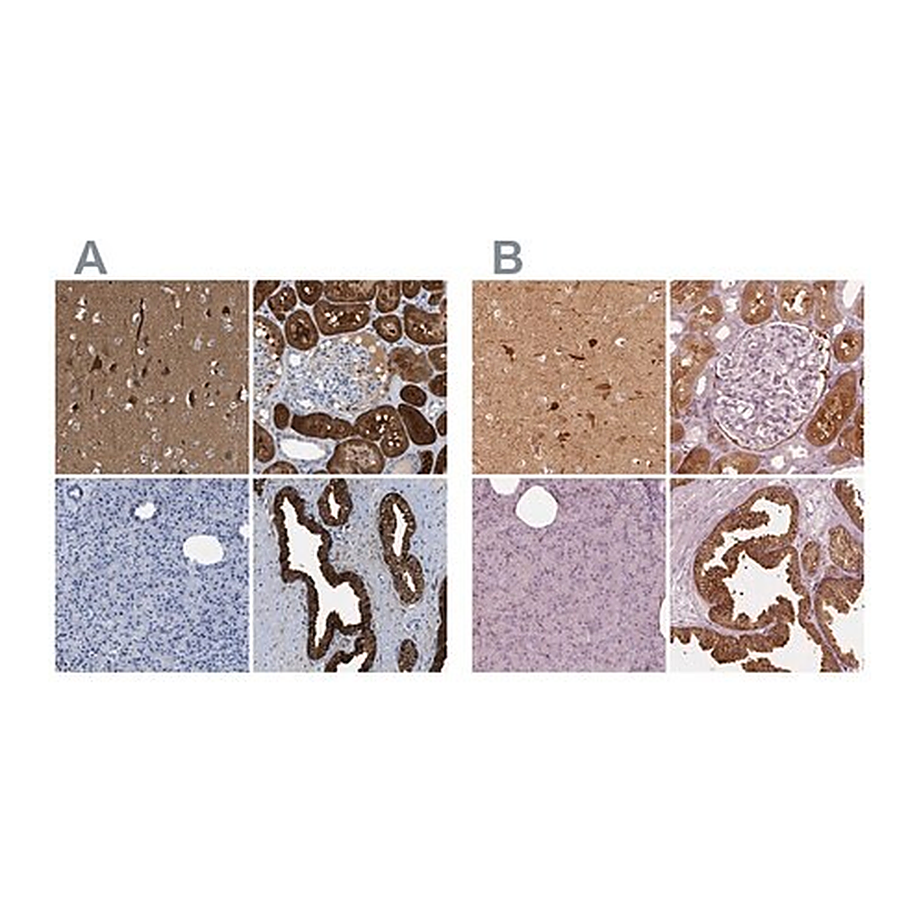 Merck Anti-CRYM antibody produced in rabbit