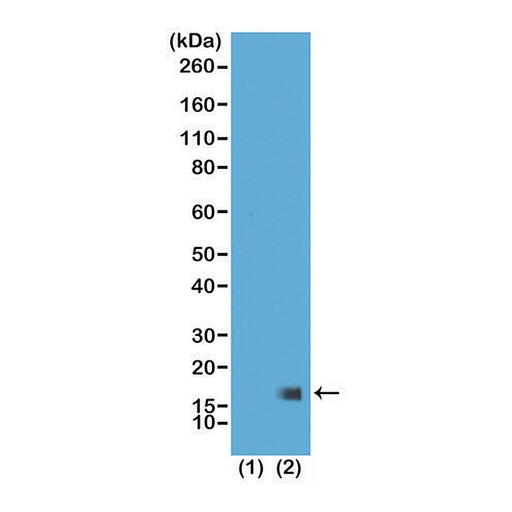 Merck Anti-Trimethyl-Histone H3 (Lys27) antibody, Rabbit monoclonal