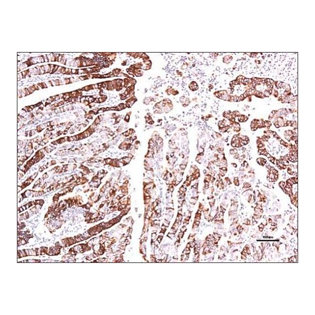 Merck Anti-GPER (C-terminal) antibody produced in rabbit