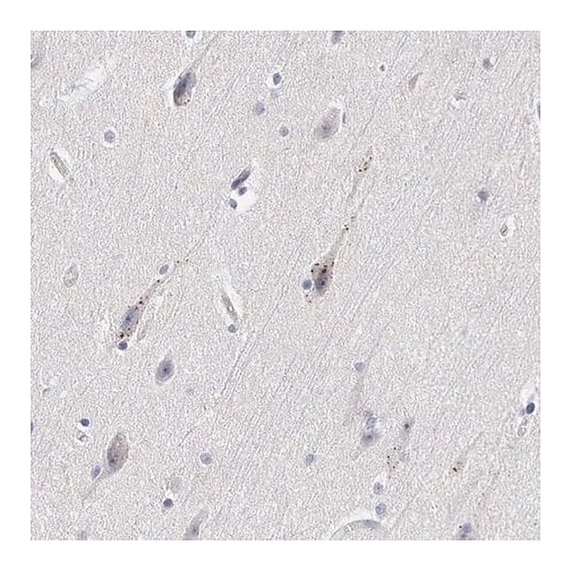 Merck ANTI-ELFN2 antibody produced in rabbit