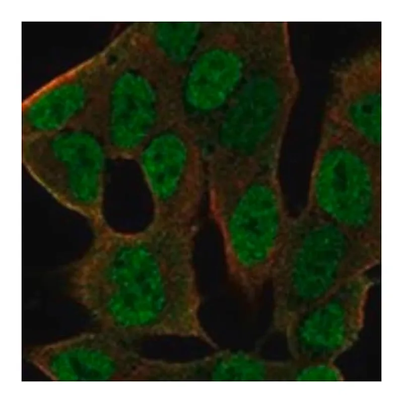 Merck Anti-PYGO2 antibody produced in rabbit