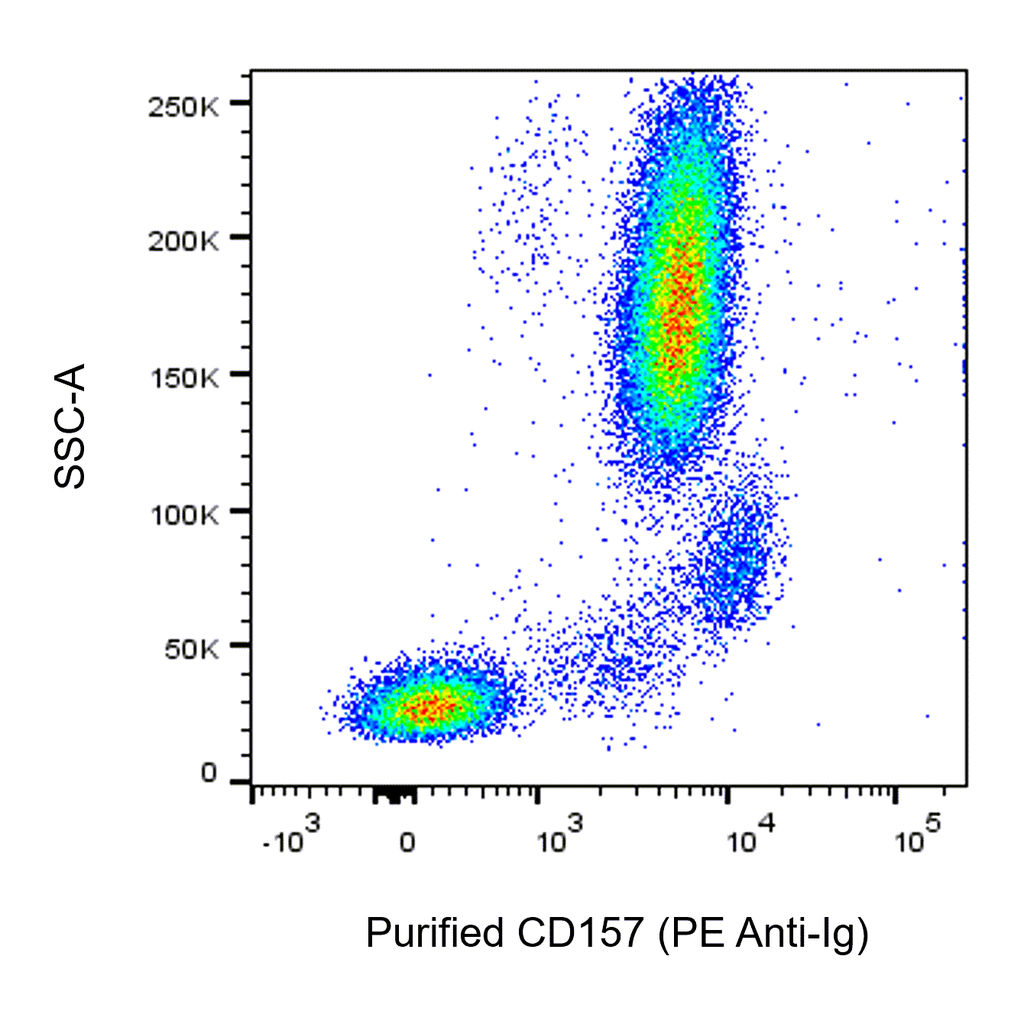 BD Purified Mouse Anti-Human CD157