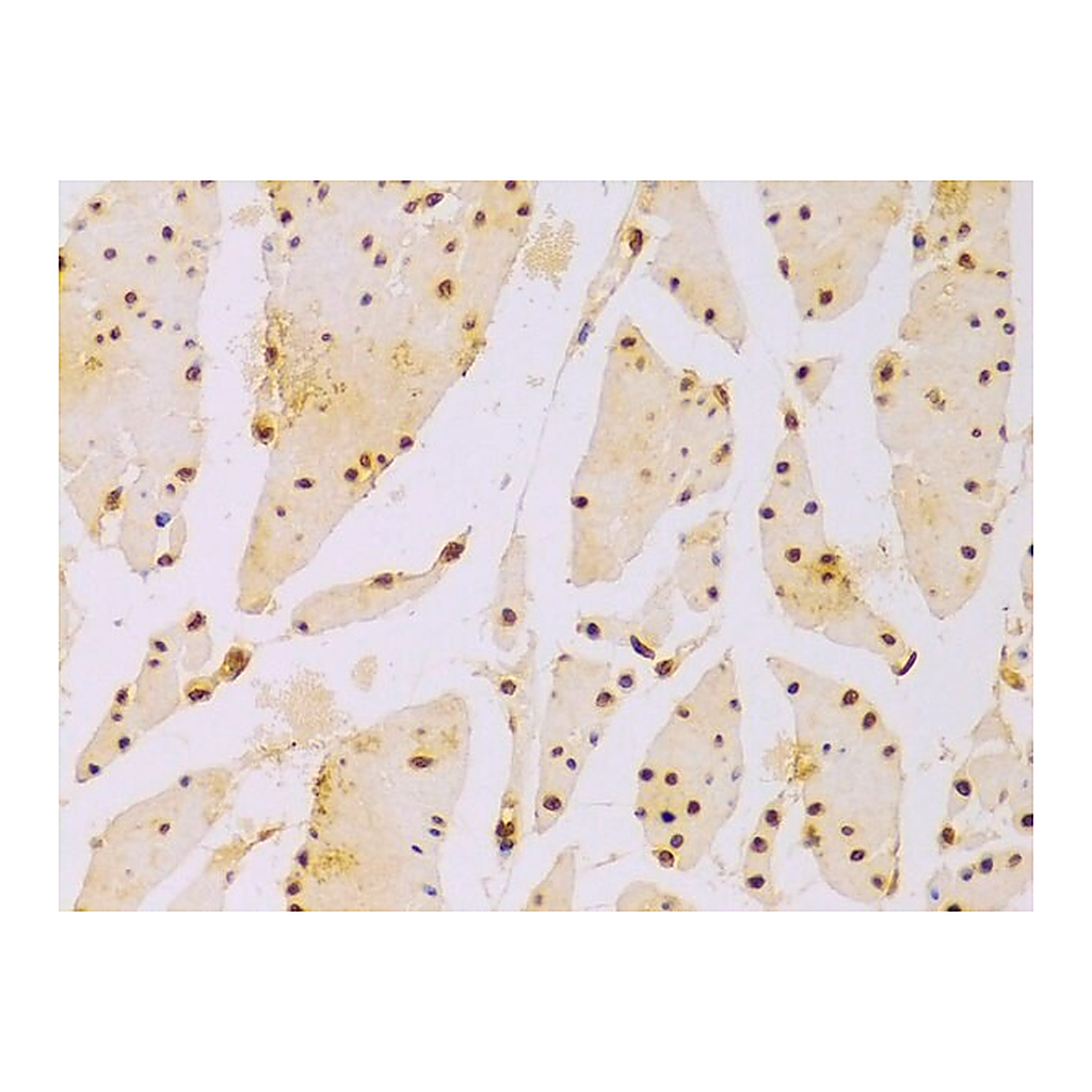 Merck Anti- Histone H2B antibody produced in rabbit