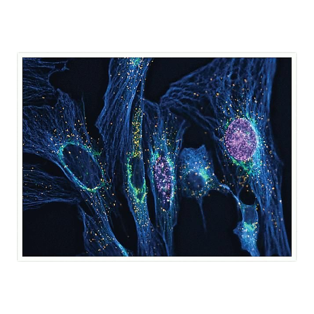 Thermo Fisher Scientific Goat anti-Mouse IgG (H+L) Highly Cross-Adsorbed Secondary Antibody, Alexa Fluor 350