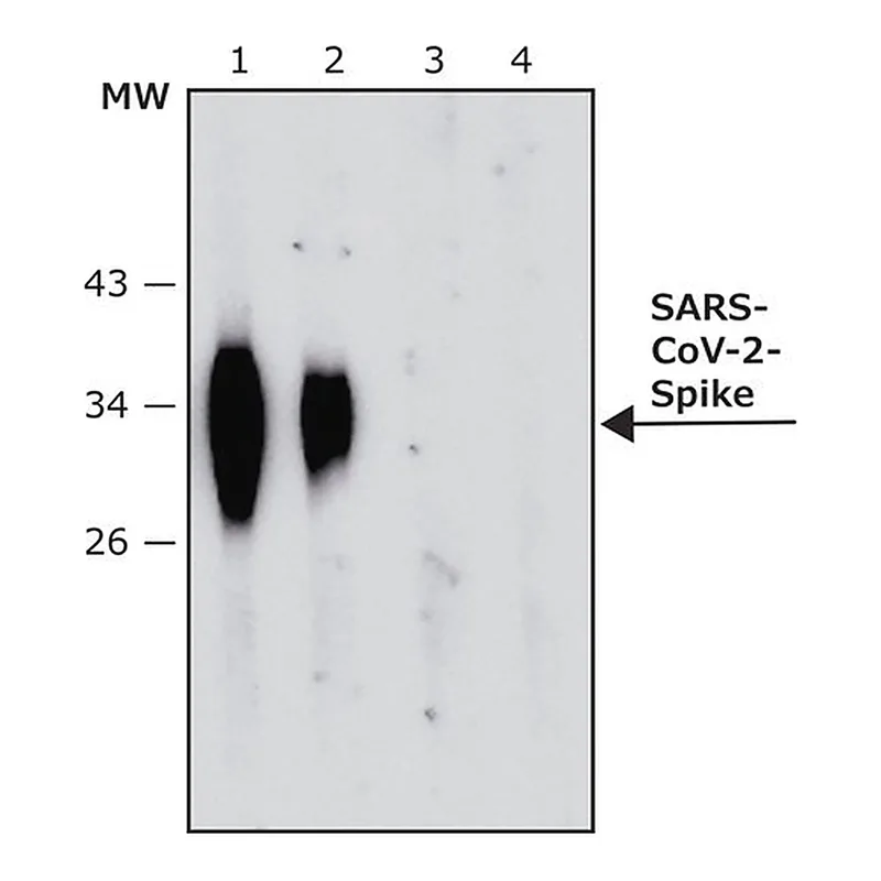Merck Anti-SARS-COV-2-Spike-RBD region antibody, Mouse monoclonal