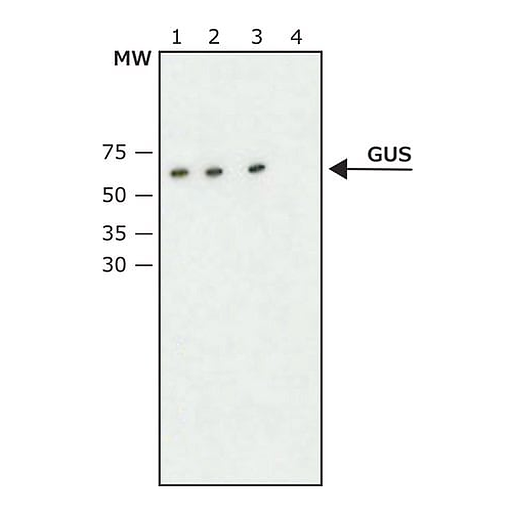 Merck Anti-beta-Glucuronidase (C-Terminal) antibody produced in rabbit