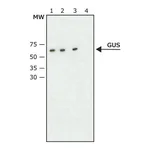 Merck Anti-beta-Glucuronidase (C-Terminal) antibody produced in rabbit
