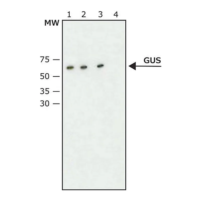 Merck Anti-beta-Glucuronidase (C-Terminal) antibody produced in rabbit