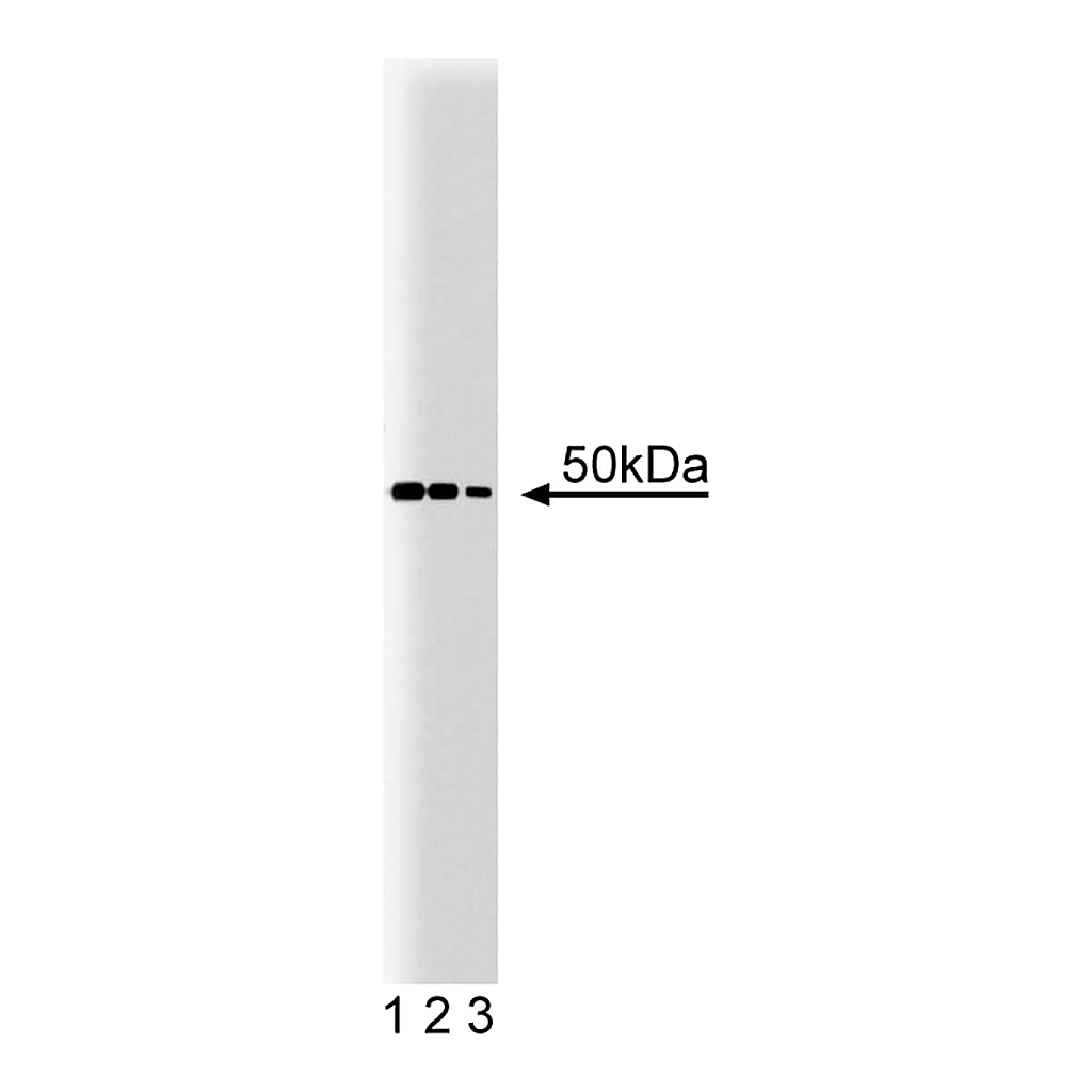 BD Purified Mouse Anti-PTP1B