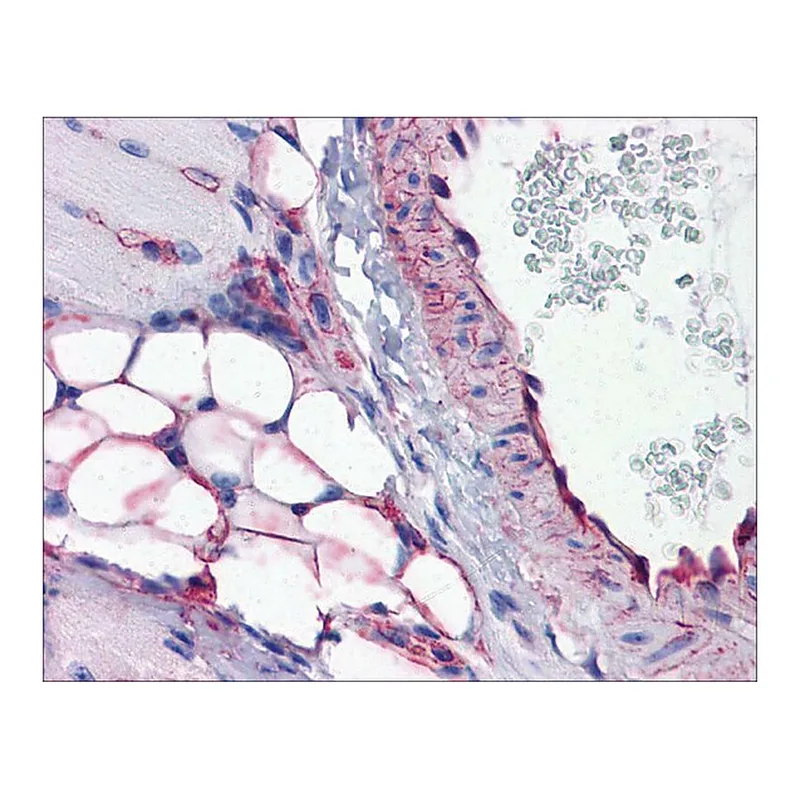 Merck Anti-PTRF antibody produced in rabbit