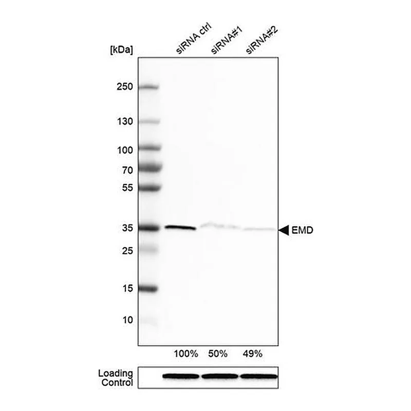 Merck Anti-EMD antibody produced in rabbit